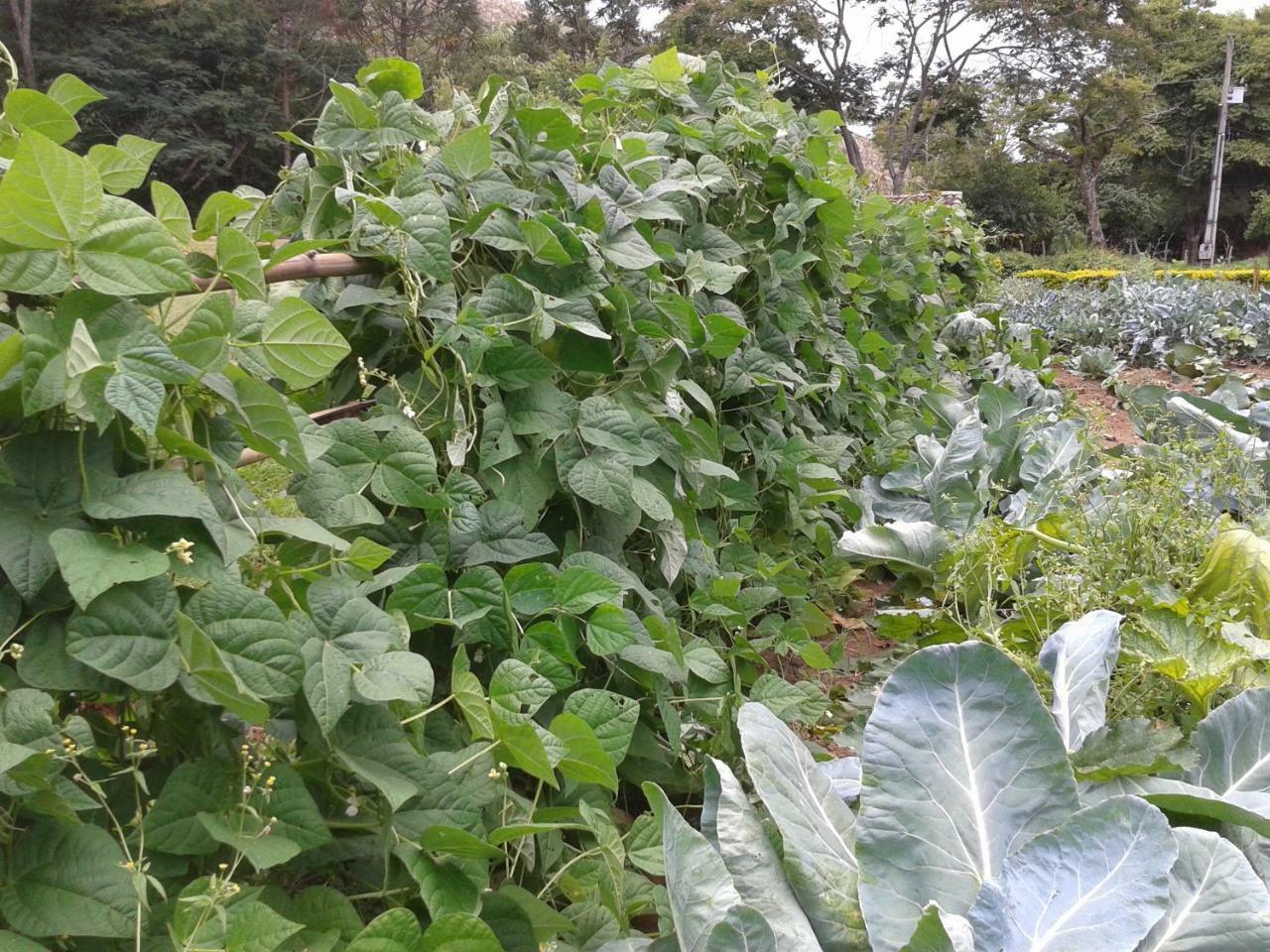Hotel Fazenda Serraverde Pouso Alto Dış mekan fotoğraf
